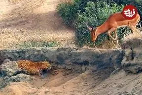 ببینید| استتار شگفت انگیز پلنگ برای شکار ایمپالا