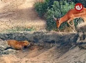 ببینید| استتار شگفت انگیز پلنگ برای شکار ایمپالا