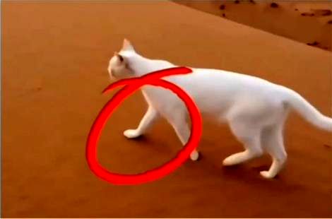 (ویدئو) حقیقت جالب درباره راه رفتن گربه ها 