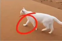 (ویدئو) حقیقت جالب درباره راه رفتن گربه ها 