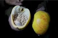 (ویدئو) ماجرای کشف آزمایشگاه مرموز مواد مخدر صنعتی در دمشق