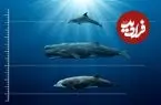 شگفتی های اعماق اقیانوس؛ پستانداران دریایی تا چه عمقی می توانند شنا کنند؟ + اینفوگرافیک