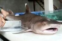 ببینید| غذای خیابانی در ویتنام؛  تهیه 2 غذا با کوسه 10 کیلوگرمی در هانوی