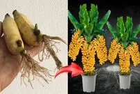 (ویدئو) 4 روش برای پرورش درخت موز با کمک میوه موز در خانه با تخم مرغ و و پیاز