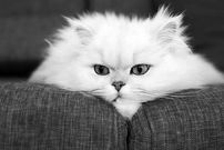 این گربه‌ها هم ژن خوب دارند
