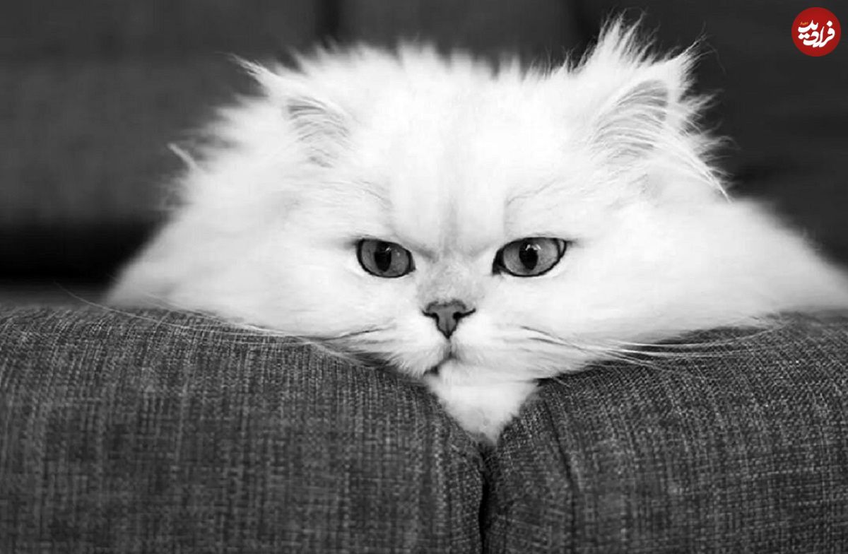 این گربهها هم ژن خوب دارند