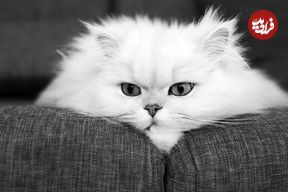 این گربه‌ها هم ژن خوب دارند