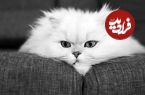 این گربه‌ها هم ژن خوب دارند