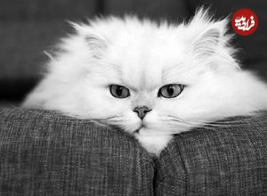 این گربه‌ها هم ژن خوب دارند