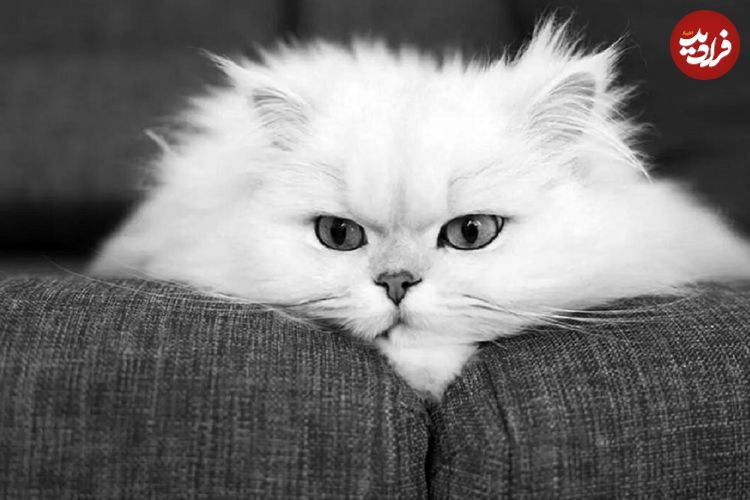 این گربه‌ها هم ژن خوب دارند