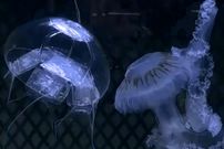 چین رباتی شبیه عروس دریایی برای مأموریت‌های مخفیانه معرفی کرد