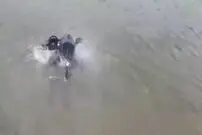 ببینید؛ لاک‌پشت قاتل چینی که موشک دارد و پرواز می کند!