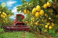ببینید| چگونه آمریکایی ها صدها تن لیمو را برداشت و فرآوری می کنند؟