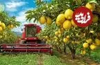 ببینید| چگونه آمریکایی ها صدها تن لیمو را برداشت و فرآوری می کنند؟