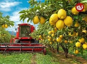 ببینید| چگونه آمریکایی ها صدها تن لیمو را برداشت و فرآوری می کنند؟