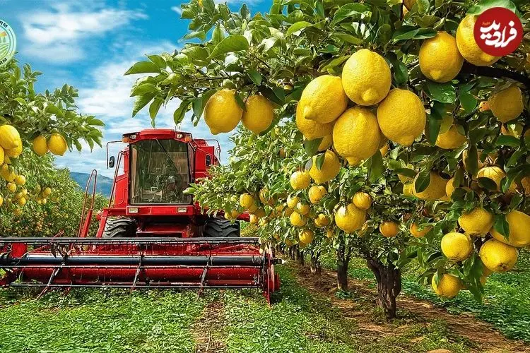 ببینید| چگونه آمریکایی ها صدها تن لیمو را برداشت و فرآوری می کنند؟
