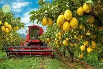 ببینید| چگونه آمریکایی ها صدها تن لیمو را برداشت و فرآوری می کنند؟