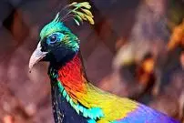 ببینید| 5 پرنده رنگارنگ و زیبا که باور نمی کنید واقعی باشند!