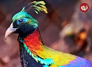 ببینید| 5 پرنده رنگارنگ و زیبا که باور نمی کنید واقعی باشند!