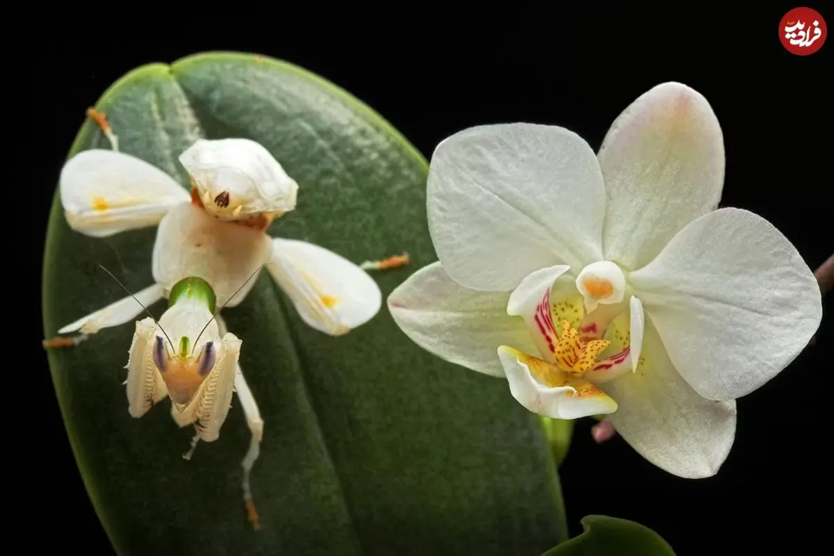 تصاویر؛ حشراتی که به شکل باورنکردنی شبیه گیاهان هستند