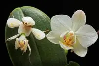 تصاویر؛ حشراتی که به شکل باورنکردنی شبیه گیاهان هستند