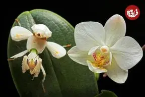 تصاویر؛ حشراتی که به شکل باورنکردنی شبیه گیاهان هستند