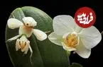 تصاویر؛ حشراتی که به شکل باورنکردنی شبیه گیاهان هستند
