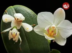 تصاویر؛ حشراتی که به شکل باورنکردنی شبیه گیاهان هستند