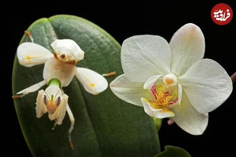 تصاویر؛ حشراتی که به شکل باورنکردنی شبیه گیاهان هستند