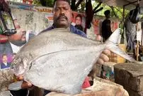 ببینید| هنر ماهی فروش هندی در برش با دقت و سرعت ماهی پامفرت کنار خیابان