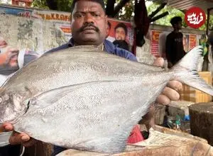 ببینید| هنر ماهی فروش هندی در برش با دقت و سرعت ماهی پامفرت کنار خیابان