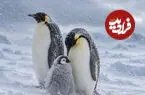 چرا پنگوئن‌های امپراتور در سرمای منفی ۵۰ درجه یخ نمی‌زنند؟