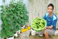 (ویدئو) با این روش ساده و بی درسر در خانه خیار محلی بکارید و برداشت کنید