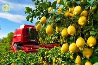 ببینید| چگونه آمریکایی ها هزاران تن لیمو را برداشت و فرآوری می کنند؟