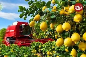 ببینید| چگونه آمریکایی ها هزاران تن لیمو را برداشت و فرآوری می کنند؟