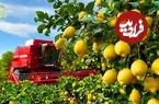 ببینید| چگونه آمریکایی ها هزاران تن لیمو را برداشت و فرآوری می کنند؟
