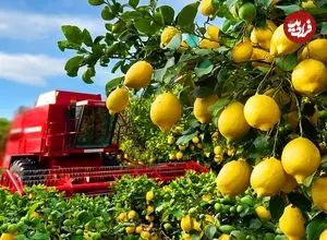 ببینید| چگونه آمریکایی ها هزاران تن لیمو را برداشت و فرآوری می کنند؟