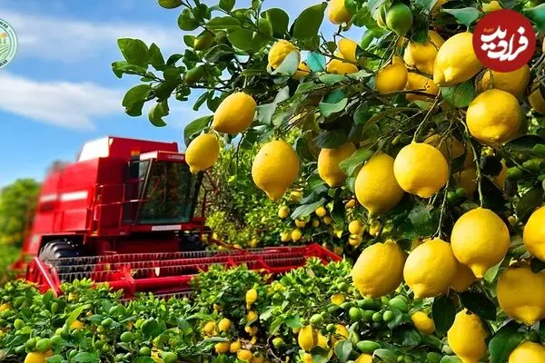 ببینید| چگونه آمریکایی ها هزاران تن لیمو را برداشت و فرآوری می کنند؟