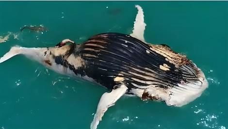(ویدیو) به این دلایل نباید به نهنگ مرده نزدیک شوید 