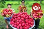 ببینید؛ غذای روستایی در هند؛ تهیه مربا با 150 کیلو دراگون فروت در طبیعت