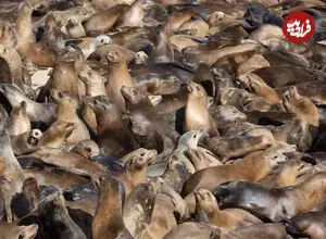 ببینید| آژیر پلیس برای شیرهای اشغالگر