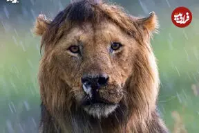 ببینید| تصویری کم‌نظیر از یک شیر نر پس از بارش باران