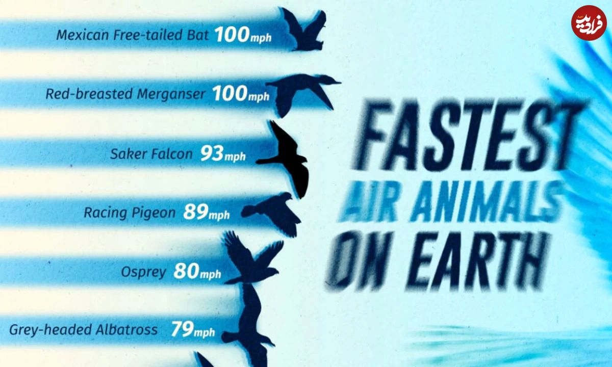(اینفوگرافی) رتبه‌بندی سریع‌ترین پرندگان جهان بر اساس حداکثر سرعت 