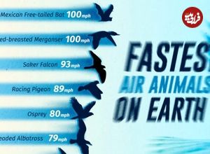 (اینفوگرافی) رتبه‌بندی سریع‌ترین پرندگان جهان بر اساس حداکثر سرعت 