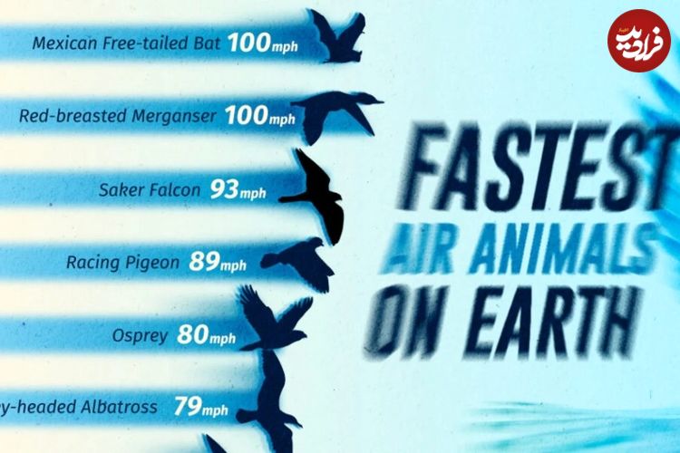 (اینفوگرافی) رتبه‌بندی سریع‌ترین پرندگان جهان بر اساس حداکثر سرعت 