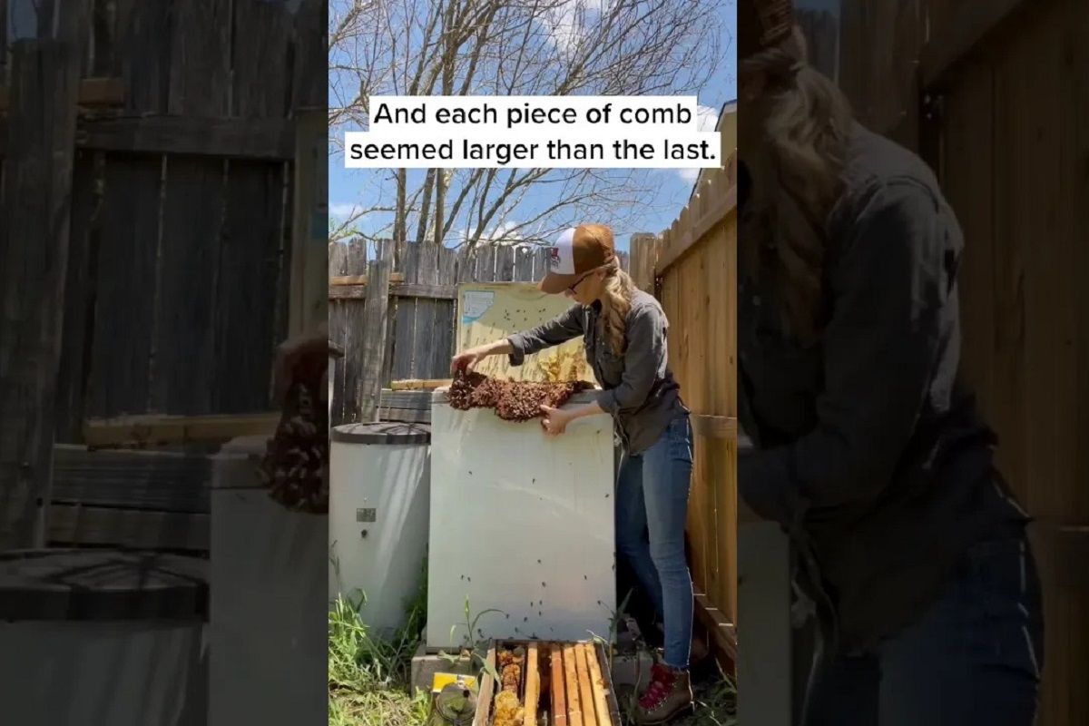 (ویدئو) لحظه کشف کندوی عسل غول پیکر در یک ماشین لباسشویی