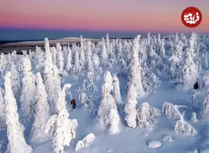 راز سفیدی برف چیست؟ بررسی علمی یک پدیده‌ طبیعی