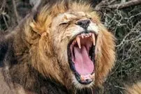 محققان با هوش مصنوعی نوع جدیدی از غرش شیرها را کشف کردند