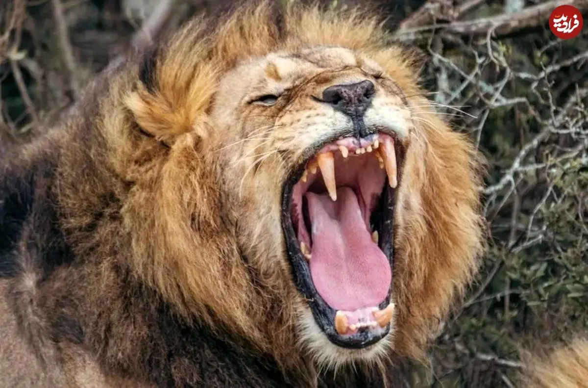 محققان با هوش مصنوعی نوع جدیدی از غرش شیرها را کشف کردند