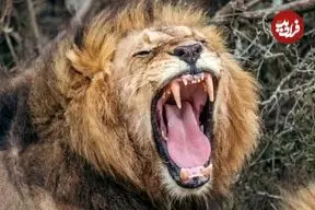 محققان با هوش مصنوعی نوع جدیدی از غرش شیرها را کشف کردند